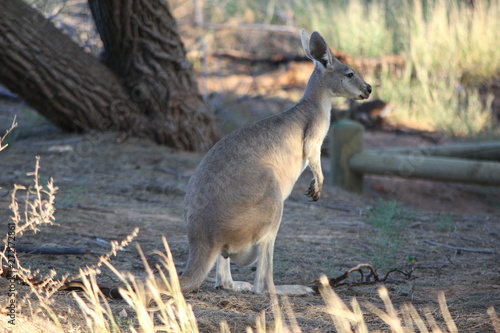 Kangaroo at Ningalo Reef in dry grass near Exmouth, Australia, Outback, western Australia photo