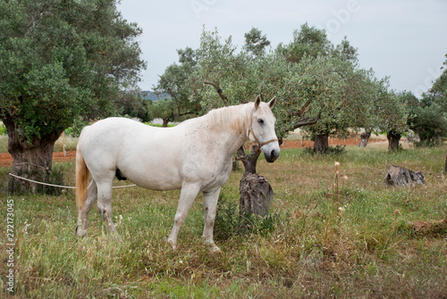 A White horse at the fields of Athens. © Dimitris