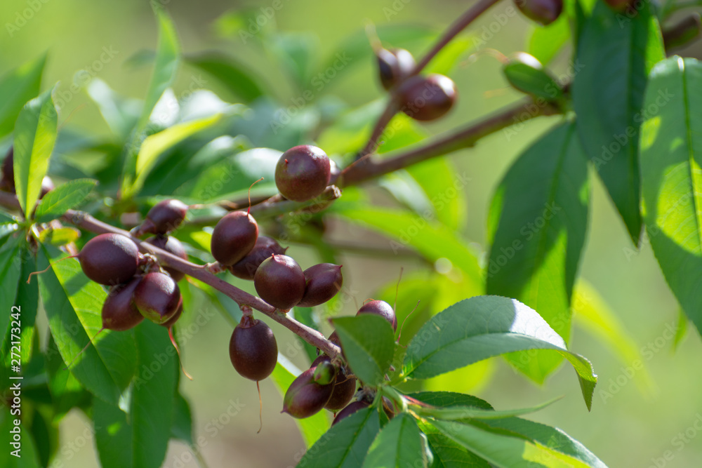 Small unripe apricots fruits riping on apricot tree in spring Small unripe apricots fruits riping on apricot tree in spring