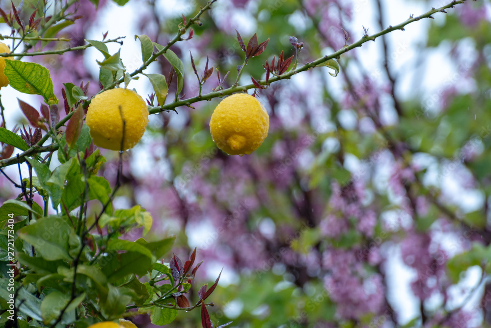 Ripe yellow lemon, tropical citrus fruit hanging on tree with water drops in rain with pink blossoming tree on background