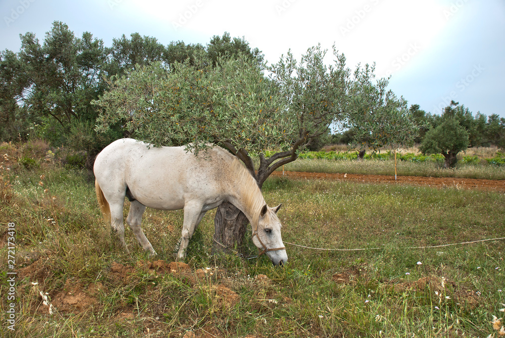 A White horse at the fields of Athens. A White horse at the fields of Athens.