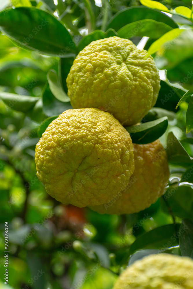 Fototapeta premium Citrus fruits of sour orange bergamot riping on thee