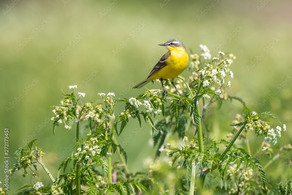 Fototapeta premium Closeup of a male western yellow wagtail bird (Motacilla flava) singing