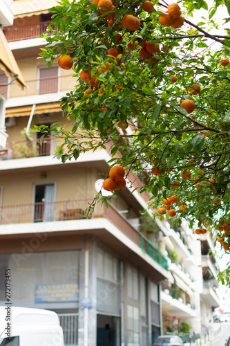 Ripe orange mandarine citrus fruit hanging on tree in Athens photo