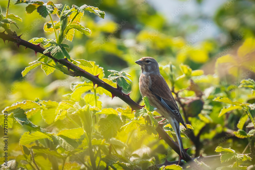 Linnet bird, Carduelis cannabina singing Linnet bird, Carduelis cannabina singing
