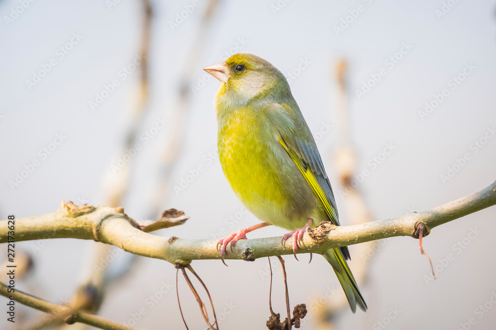 greenfinch male Chloris chloris bird singing