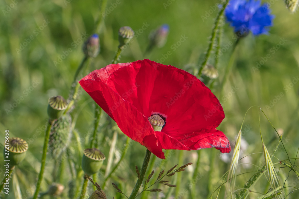 Obraz premium mohnblüte am meer