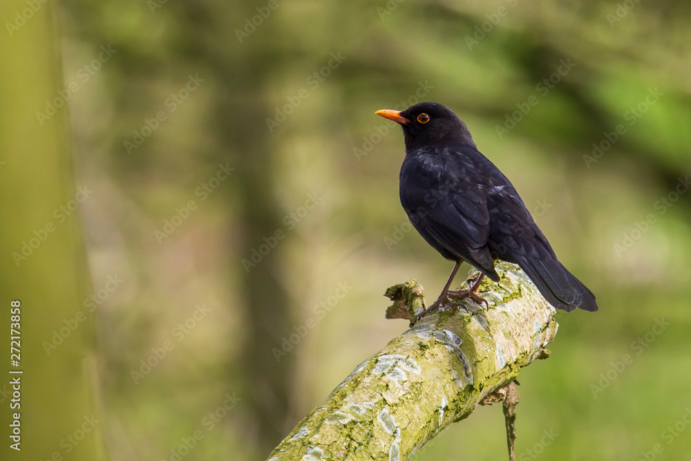 Male blackbird turdus merula perched in a tree Male blackbird turdus merula perched in a tree