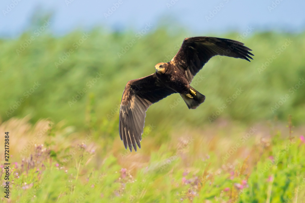 Fototapeta premium Female Western marsh harrier, Circus aeruginosus, in flight hunting closeup