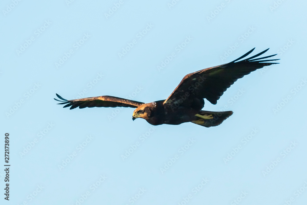Fototapeta premium Western marsh harrier, Circus aeruginosus, hunting