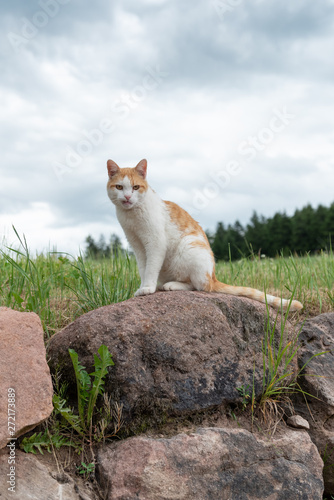 Roter Kater auf dem Stein