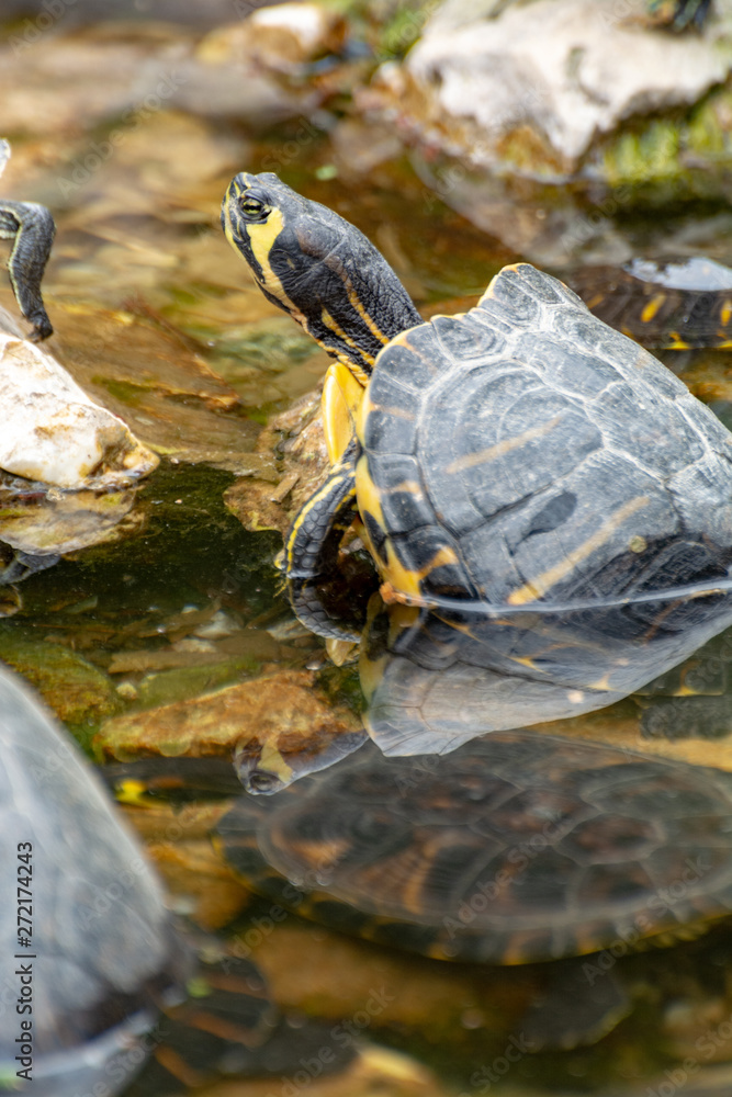 Fototapeta premium Yellow-bellied slider, land and water turtle, sunbathing in pond