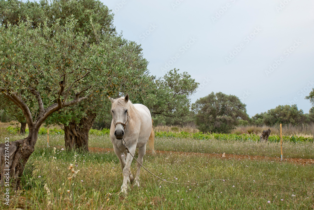 A White horse at the fields of Athens. A White horse at the fields of Athens.