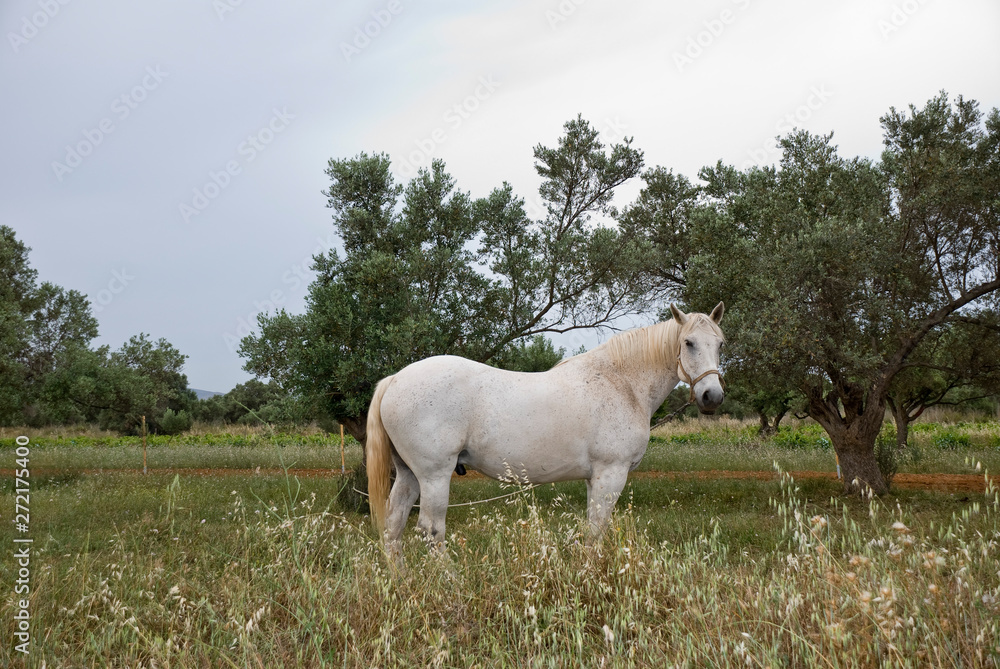 Fototapeta premium A White horse at the fields of Athens.