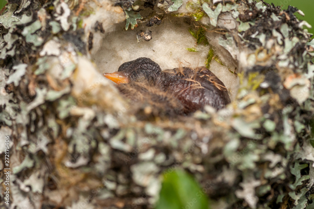 Hatched Rufous Hummingbirds in Nest