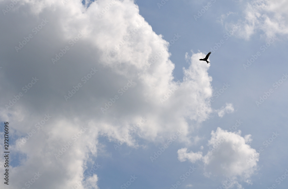 silhouette of flying red kite at cloudy sky