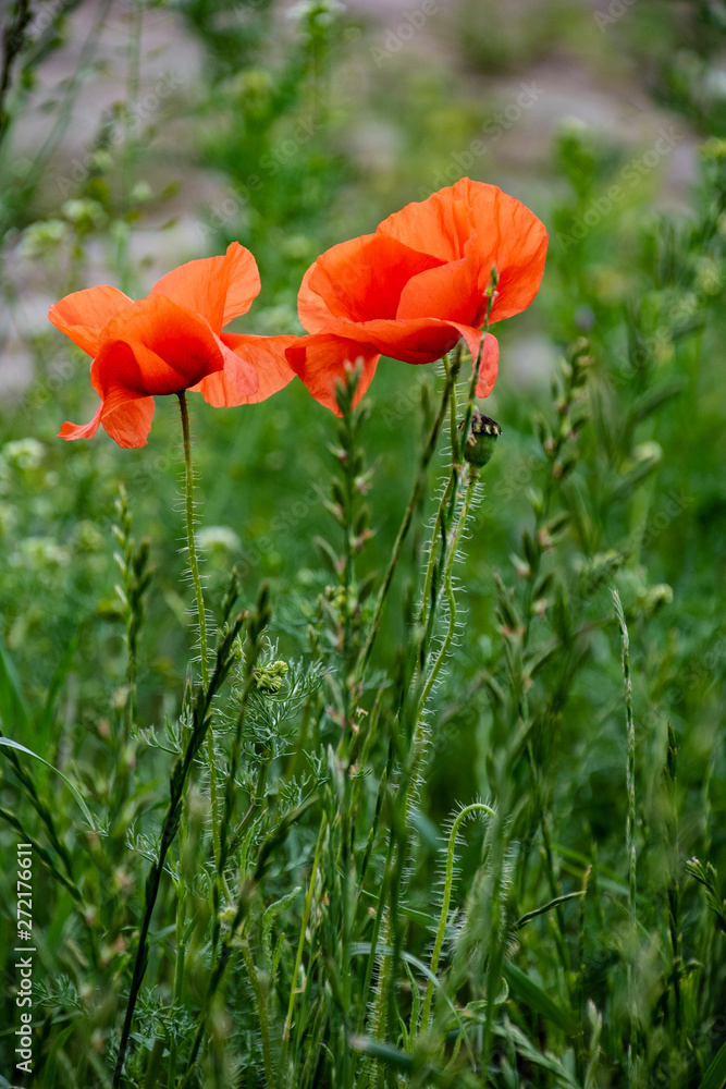 Obraz premium Poppy flowers. Meadow with wild poppy flowers, spring background.