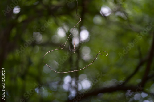 Cobweb on a tree branch in a city park on a summer day