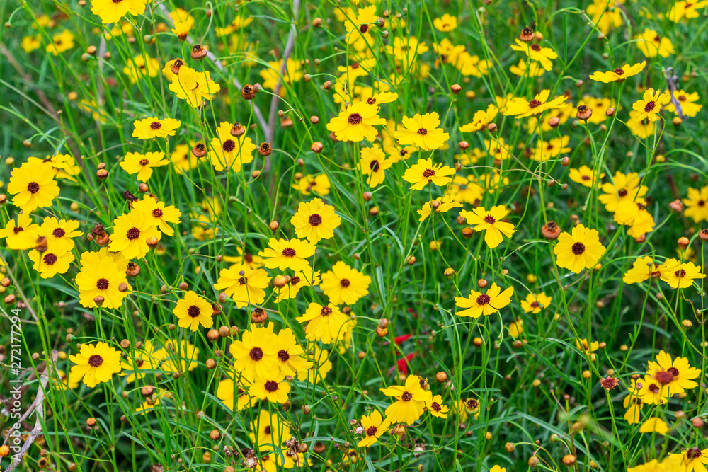 Leavenworth's tickseed (Coreopsis leavenworthii) yellow flowers - Davie, Florida, USA Leavenworth's tickseed (Coreopsis leavenworthii) yellow flowers - Davie, Florida, USA