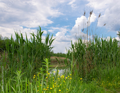 reedbeds and yellow flowers beside the river