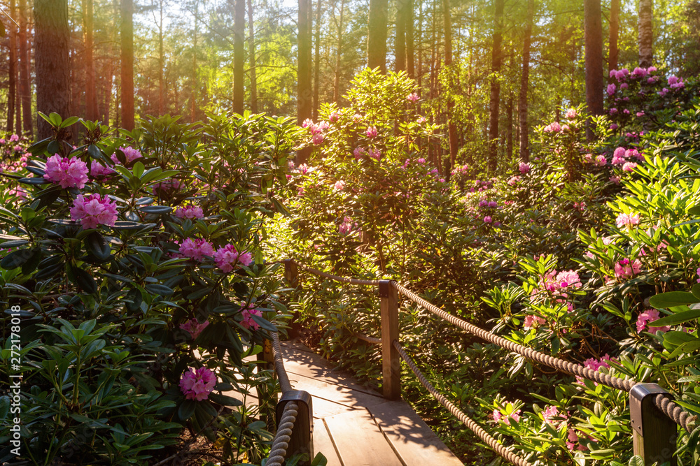 Sunny day in the blooming rhododendrons park