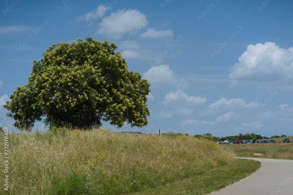 Concrete path and flowering tree in a city park on a sunny June day Concrete path and flowering tree in a city park on a sunny June day