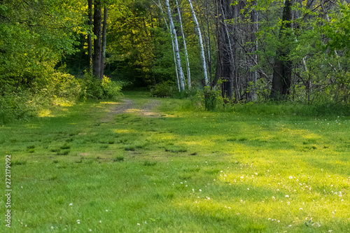 Path leding into the forest from a meadow clearing in the Northwoods