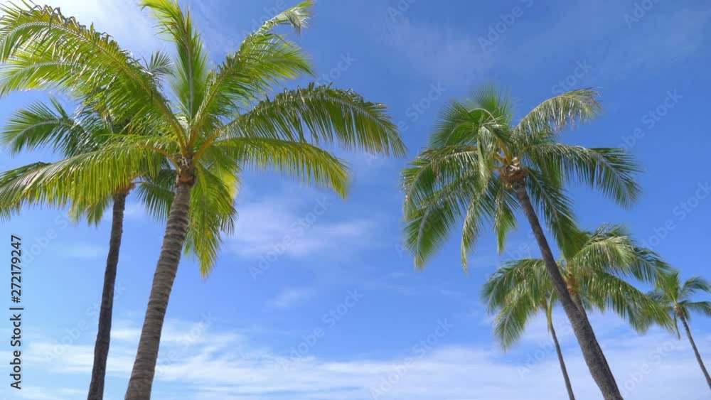 Palm trees background in 4k slow motion 60fps Palm trees background in 4k slow motion 60fps