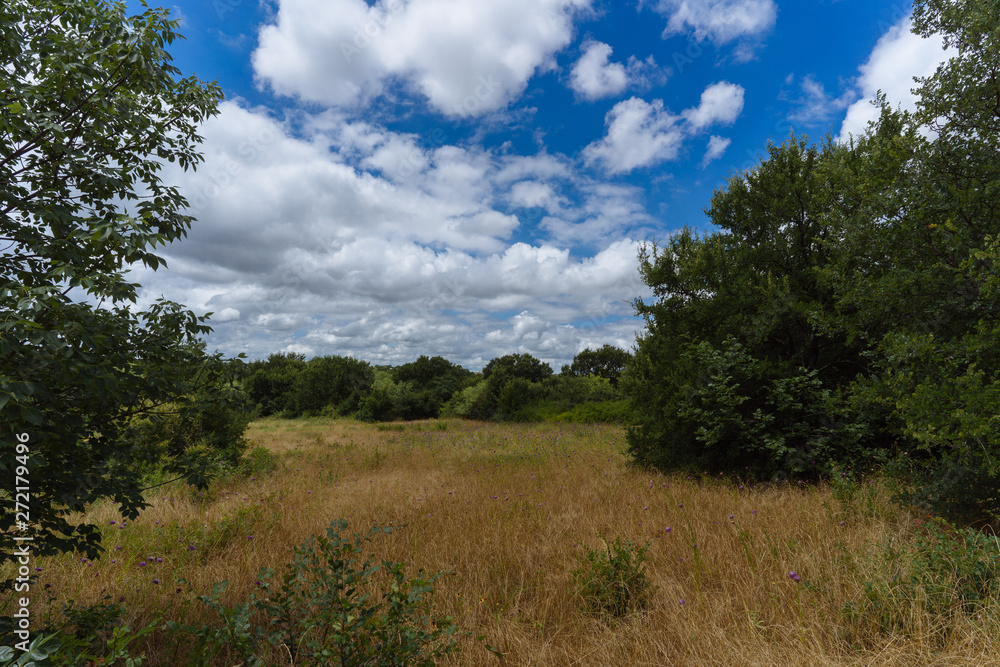 Meadow and trees under a cloudy sky in a city park on a sunny June day Meadow and trees under a cloudy sky in a city park on a sunny June day