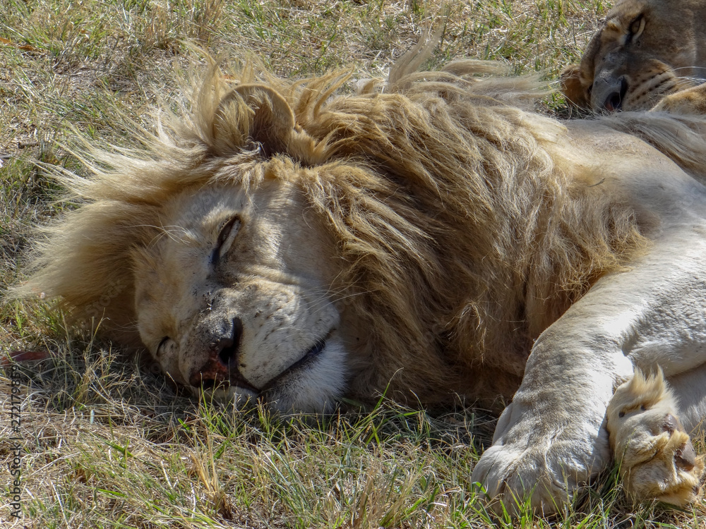 Naklejka premium Slipping across the White Lion
