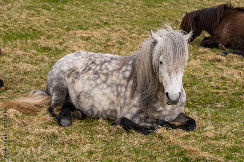 Icelandic white horse