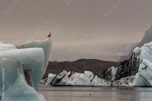 Seagull sitting on an iceberg