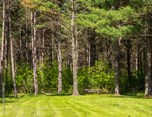 Clearing with Northwoods forest in background