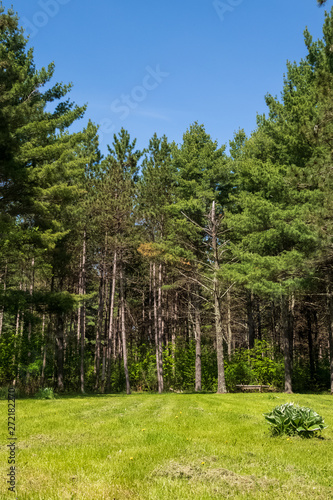 View of clearing and Northwoods forest on sunndy day photo