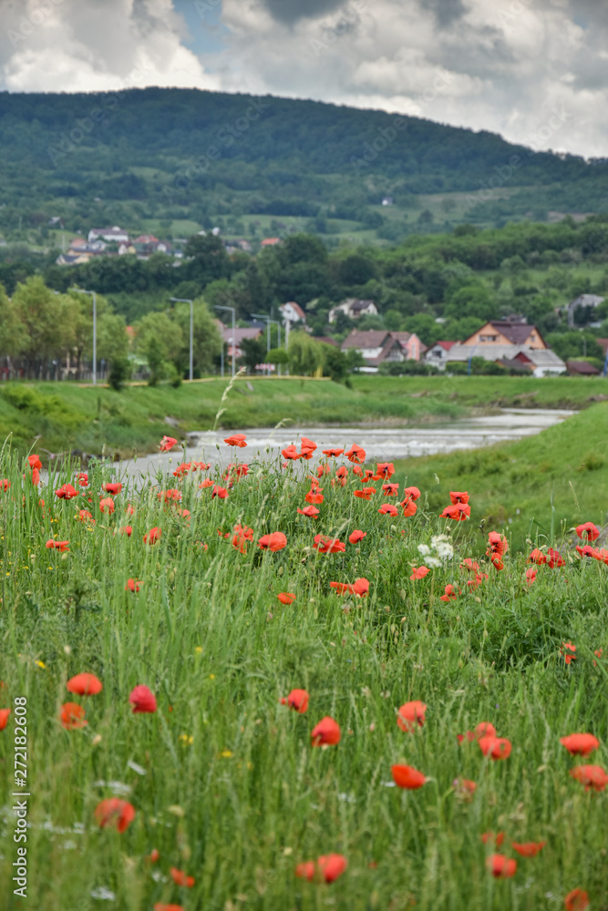 landscape with poppies in the field in Bistrita,Romania ,June,2019 landscape with poppies in the field in Bistrita,Romania ,June,2019