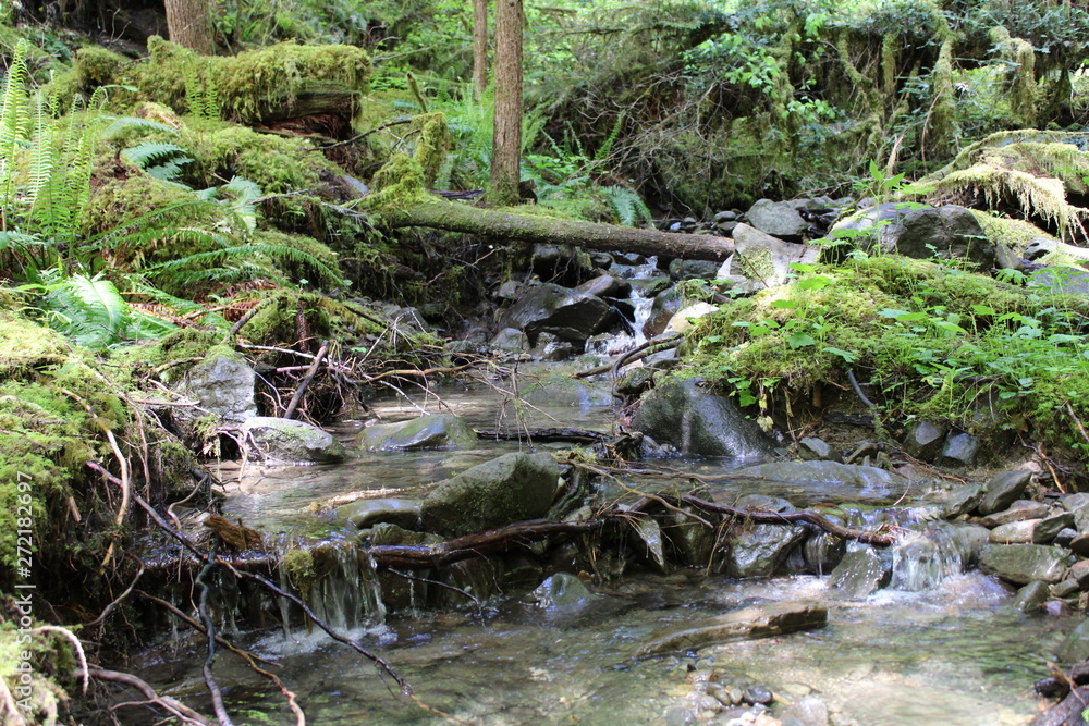 stream in forest