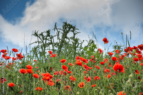 landscape with poppies in the field in Bistrita,Romania ,June,2019