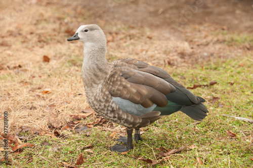 Grey goose is a large goose walking on land at Sylvan Heights Bird Sanctuary in Scotland Neck, NC.