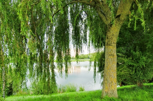 Obraz na płótnie Paysage. Arbres