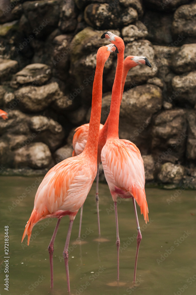 greater flamingo (phoenicopterus ruber is rare in the us. found on expansive mudflats, foraging in shallow water., greater flamingo (phoenicopterus ruber is rare in the us. found on expansive mudflats, foraging in shallow water.,