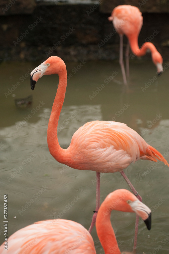 Greater FlamingoGreater Flamingo (Phoenicopterus ruber is rare in the US. Found on expansive mudflats, foraging in shallow water. Greater FlamingoGreater Flamingo (Phoenicopterus ruber is rare in the US. Found on expansive mudflats, foraging in shallow water.