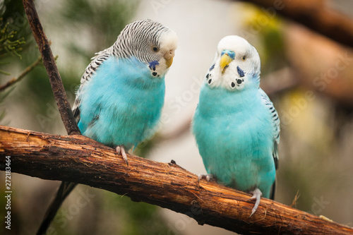 Photo Budgerigar parakeet pair on branch
