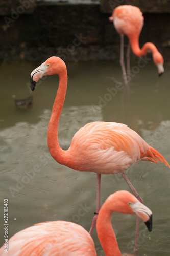 Greater FlamingoGreater Flamingo  Phoenicopterus ruber is rare in the US. Found on expansive mudflats  foraging in shallow water.