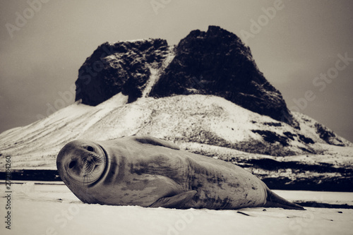 antarctica, ice, nature, seal, cold, wildlife, tourism, crabeater, snow, south, water, travel, sea, antarctic, pole, adventure, winter, animal, iceberg, ocean, arctic, mammal, polar, north, safaris, w photo