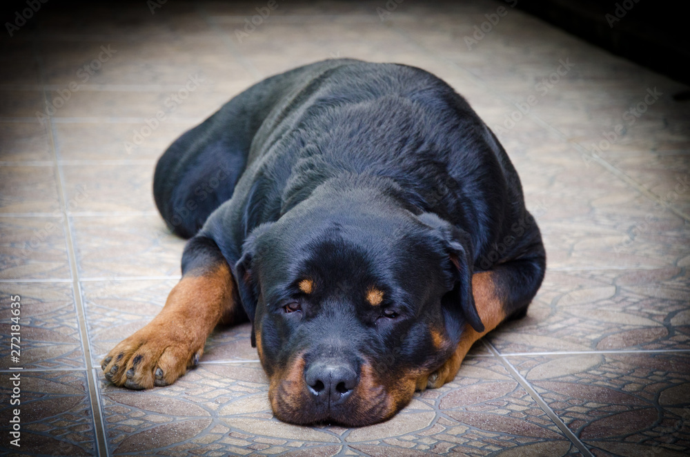 Fototapeta premium portrait of a dog
