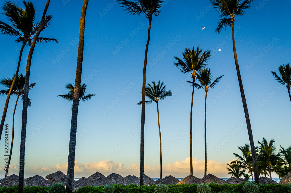 Obraz premium palm trees and blue sky
