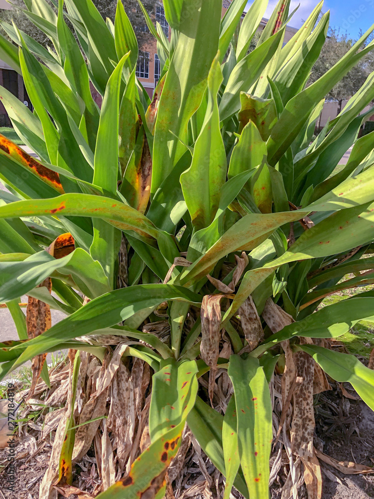 Obraz premium corn growing in a field