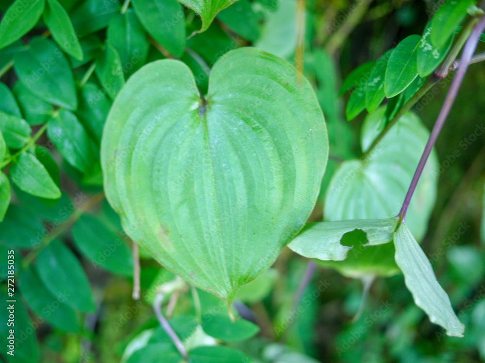 Obraz premium green leaf shape heart from tree