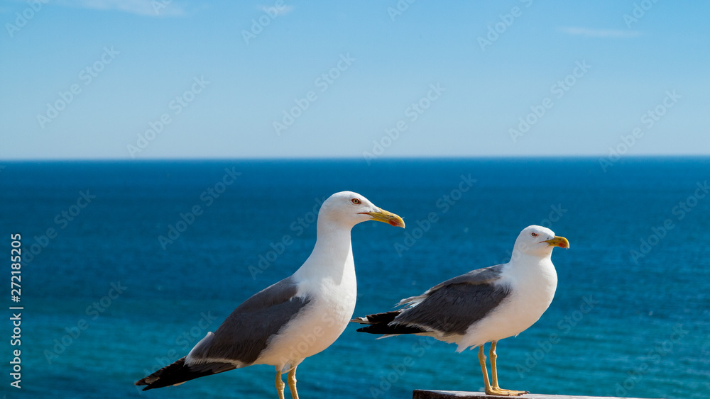 Seagulls in Algarve, part of Portugal Seagulls in Algarve, part of Portugal