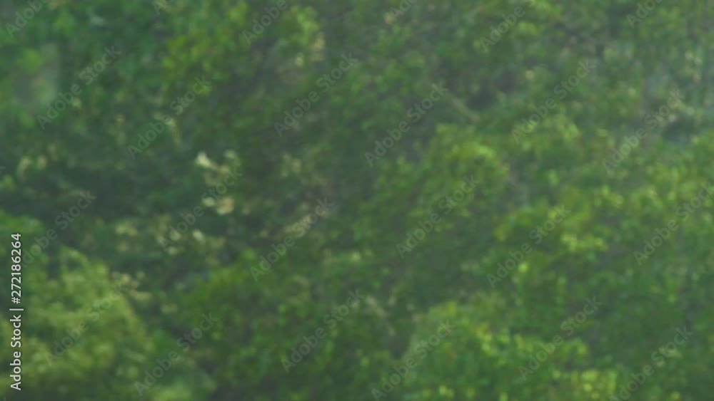 View on trees under the heavy rain and wind. Storm in northern regions concept. Hurricane concept View on trees under the heavy rain and wind. Storm in northern regions concept. Hurricane concept